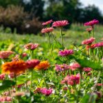 Village in Bloom Winners - Third Year Running!